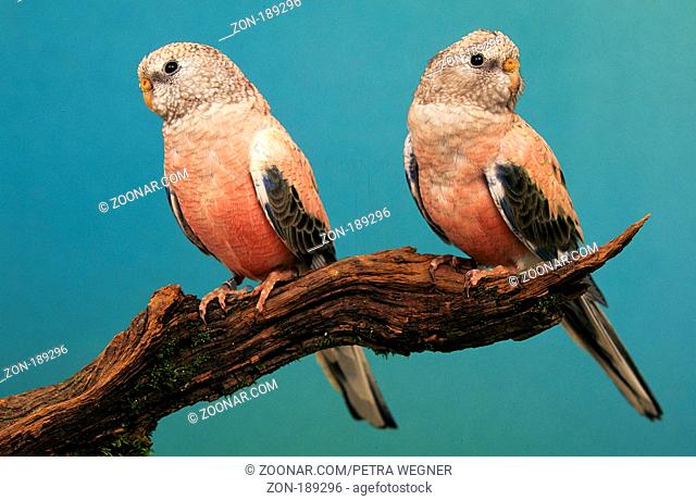 Bourke's Parakeets, pair  /  (Neopsephotus bourkii)  /  Bourkesittiche, Paar, rosa  /  [Australien, australia, Tiere, animals, Vogel, Voegel, birds, Haustier