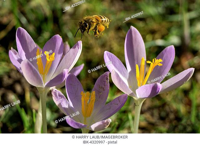 Honey bee (Apis) approaching a crocus flowers, Krokuse (Crocus), violet, Baden-Württemberg, Germany