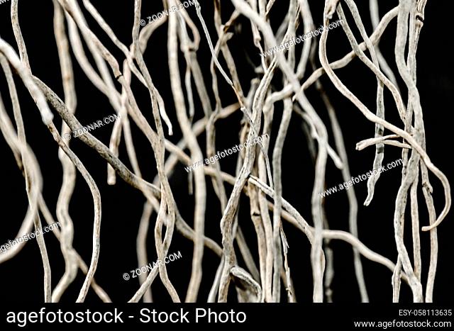 Close up detail view of white slim branches at botanic garden of Guayaquil, Ecuador