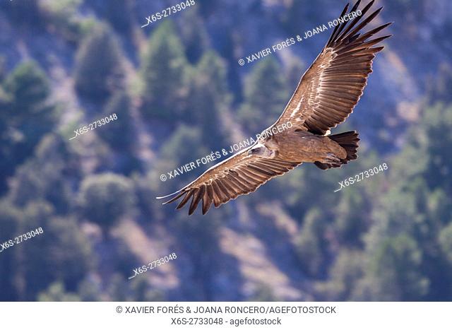 Griffon vulture -Gyps fulvus- in the Natural Park Cañon de Río Lobos - Canyon of Wolves River -, Soria, Spain