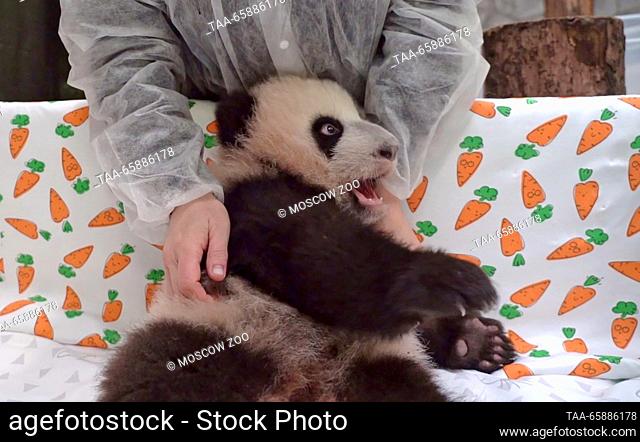 RUSSIA, MOSCOW - DECEMBER 19, 2023: A cub born to giant pandas Ru Yi and Ding Ding is seen during a medical examination at Moscow Zoo; Zoo General Director...