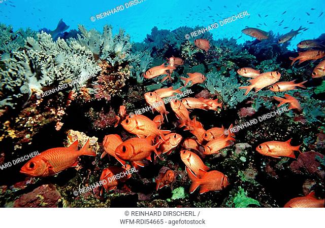 Schooling Blotcheye soldierfish, Myrpristis murdjan, Africa Sinai Sharm el Sheik Red Sea, Egypt
