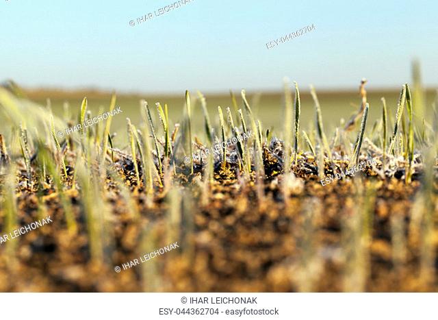 green wheat covered with frost blue sky, agricultural field with a large pallet