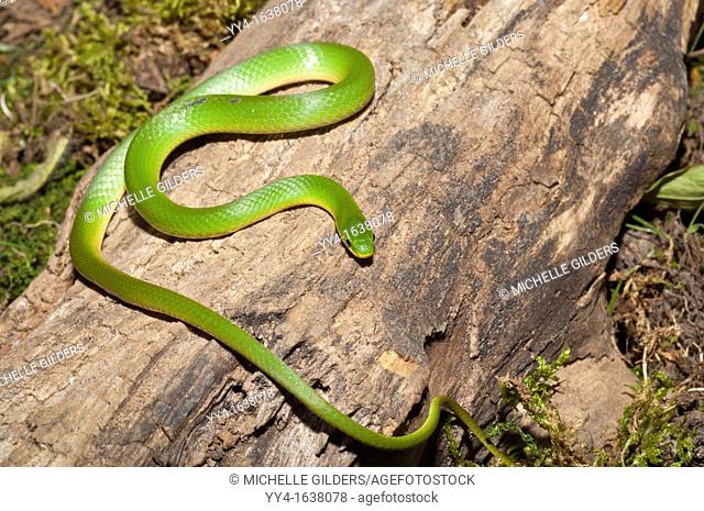 Smooth green snake, Opheodrys vernalis, native to Northern North America