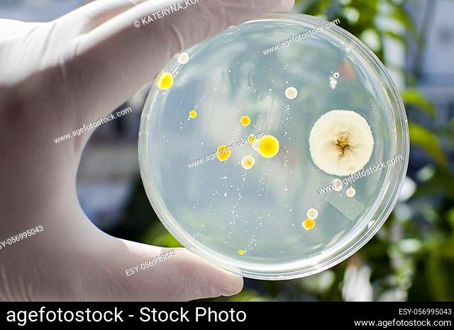 Researcher hand in glove holding Petri dish with colonies of different bacteria and molds on natural background. Biotechnology concept