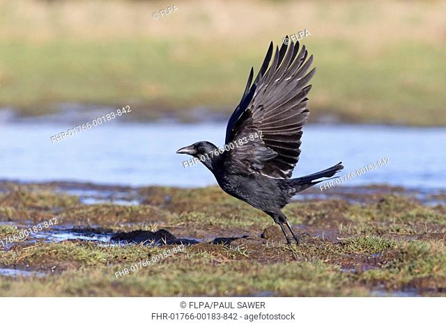 Carrion Crow (Corvus corone) adult, in flight, taking off from marsh, Suffolk, England, February