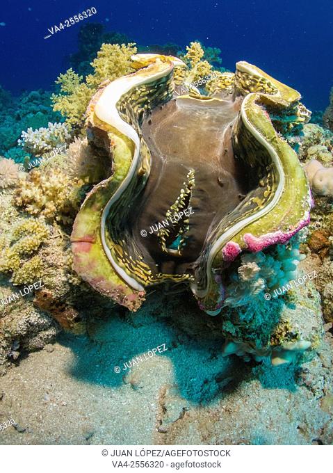 Tridacna gigas. Red Sea, Sharm el-Sheikh, Egypt