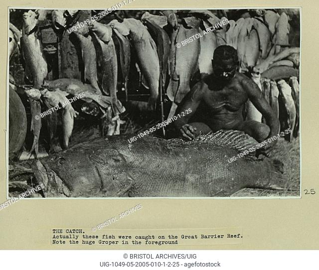 Fish caught on the Great Barrier Reef