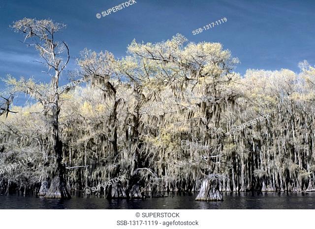 Bald Cypress trees at the lakeside, Caddo Lake, Texas, USA