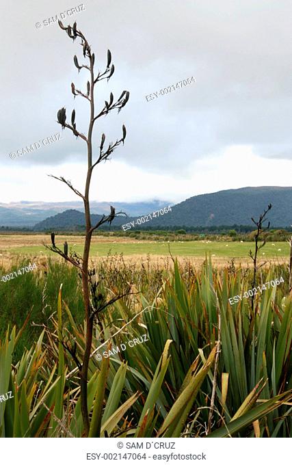 Grassland and Mountains - Tongariro National Park, New Zealand