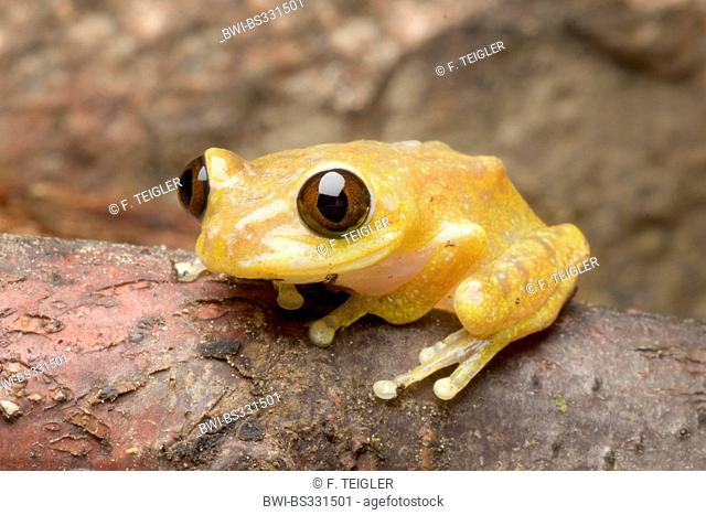 Ruby Eyed Treefrog (Leptopelis uluguruensis), on a branch