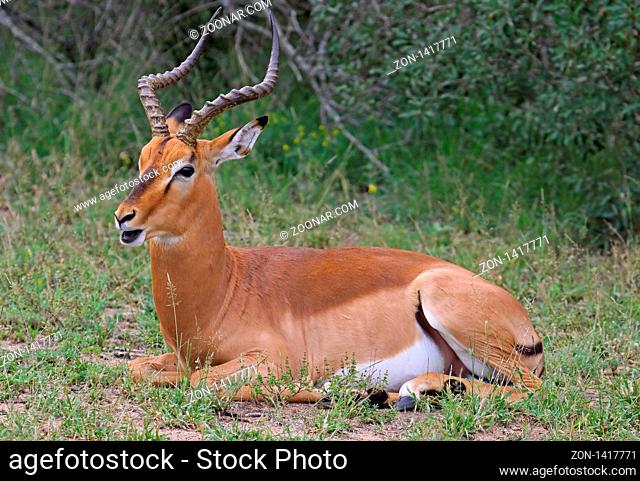 Impalamännchen, Schwarzfersenantilope, Antilope, Südafrika, South Africa, Aepyceros melampus ------------------------------ a wildlife document