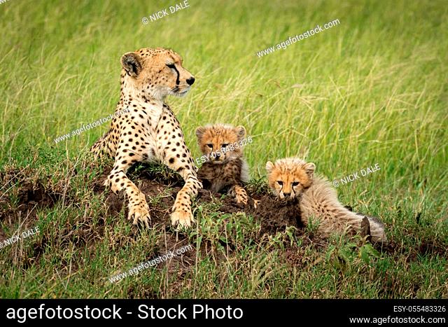 Female cheetah lies beside cubs on mound