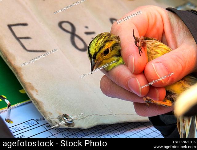 Yellowhammer, Emberiza citrinella, bird is held in a womans hand for ringing, or banding, in Jomfruland Bird Station Norway