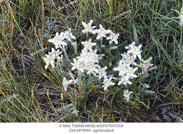 Edelweiss flower (Leontopodium nivale), Kurumduk valley, Naryn province, Kyrgyzstan, Central Asia