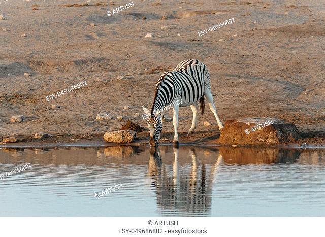 Morning reflection in water of Burchell's zebra in Etosha national Park, Namibia wildlife wildlife safari