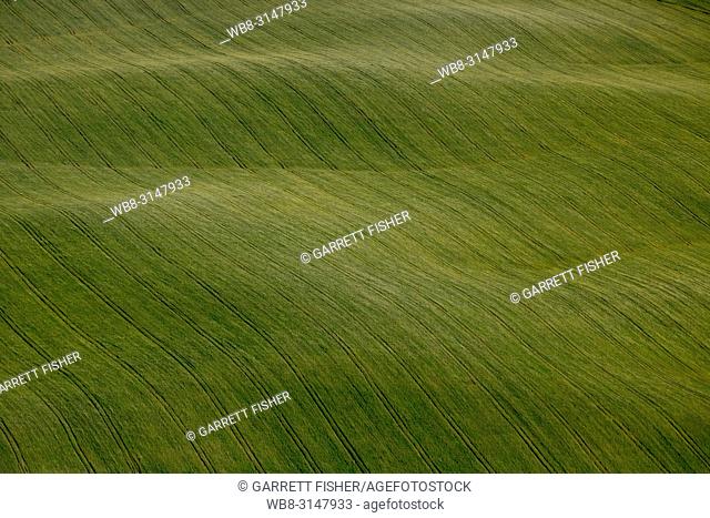 Wheat Field, Trebujena, Andalusia, Spain - Aerial