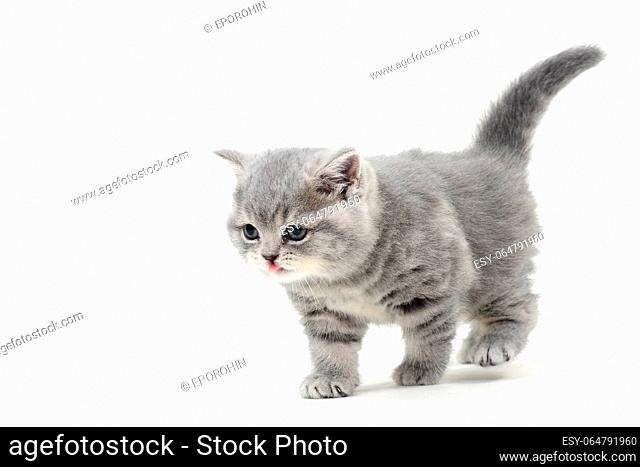 Purebred gray kitten on a white isolated background. High quality photo