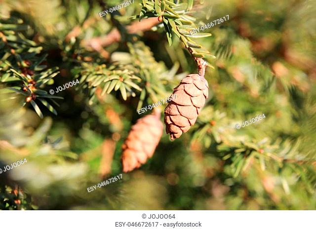 Hemlock spruce (Tsuga heterophylla) with cones