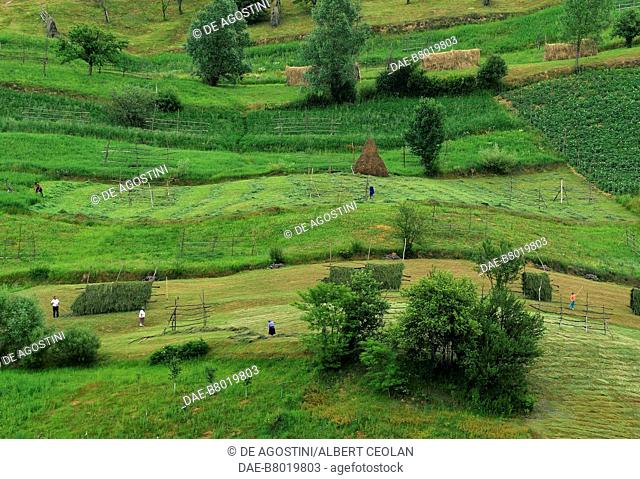 Agricultural landscape, peasants at work, Breb, Maramures, Transylvania, Romania