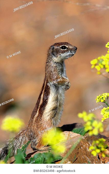 barbary ground squirrel, North African ground squirrel Atlantoxerus getulus, standing erected looking out among yellow blossoms, Canary Islands, Fuerteventura