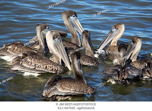 Mobile, Alabama - Brown pelicans surround and attack a baby gull on Mobile Bay  Both species follow shrimp trawlers, hoping to dine on the discarded bycatch