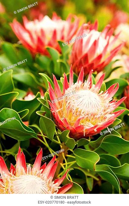 King Protea flowers