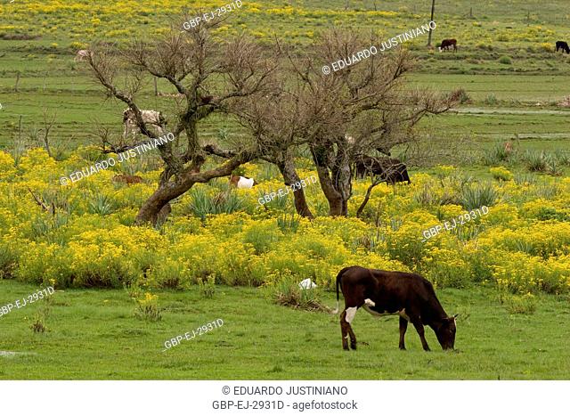 Area of Pasture, Cattle breeding (Bos taurus), Rio Grande do Sul, Brazil