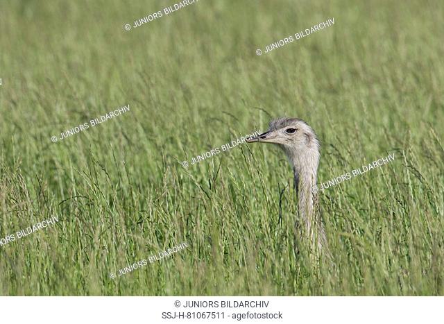 Greater Rhea (Rhea americana). Adult female in tall grass. Mecklenburg-West Pomerania, Germany