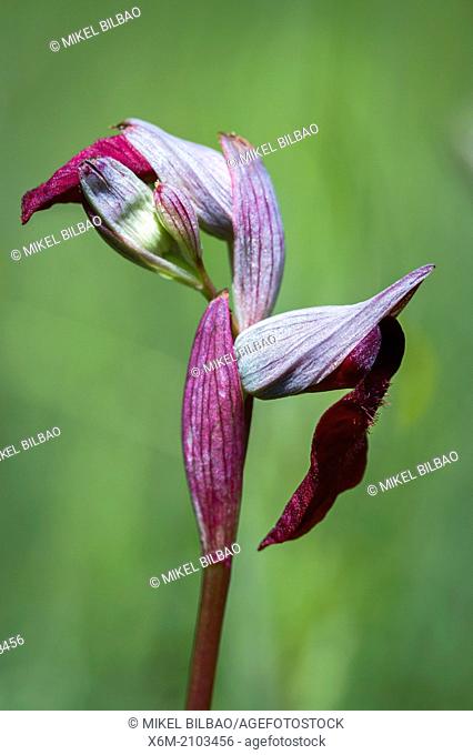 Flowers of orchid (Serapias parviflora). Aldeacueva. Carranza valley. Biscay, Basque Country, Spain