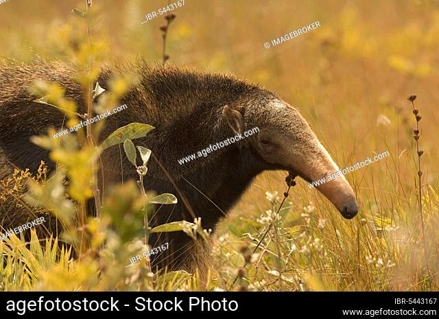 Giant anteater (Myrmecophaga tridactyla), Serra da Canastra, Minas Gerais, Brazil, South America