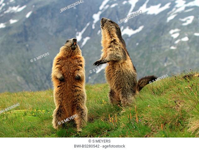 alpine marmot Marmota marmota, two alpine marmots standing upright, Austria, Grossglockner