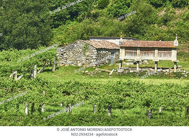Meaño, Albariño Area, Albariño Grape Vineyard, Pontevedra, Galicia, Spain