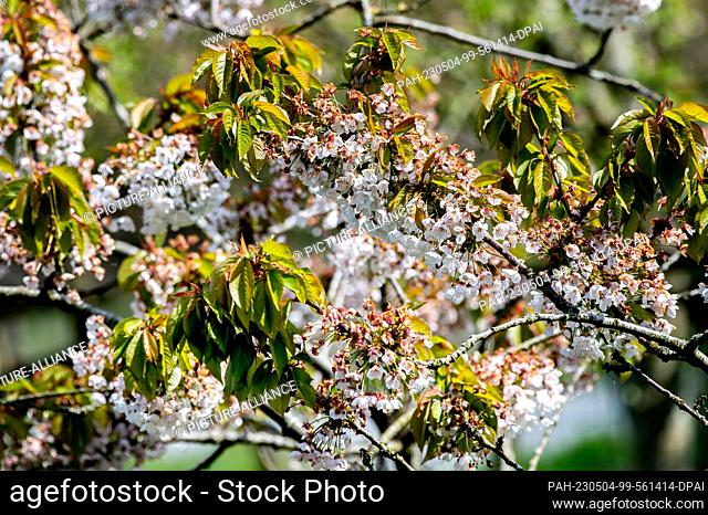 04 May 2023, Lower Saxony, Emden: A flowering fruit tree stands in a meadow in sunny weather. Photo: Hauke-Christian Dittrich/dpa