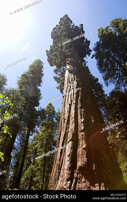 Forest of Sequoias tree in Big Tree national Park