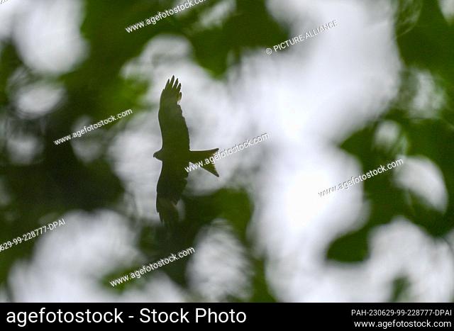 29 June 2023, Saxony-Anhalt, Kroppenstedt: An old red kite bird circles above a thicket interspersed with trees, in the treetop of which is its nest with two...