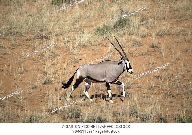Gemsbok (Oryx gazella), Kgalagadi Transfrontier Park, Kalahari desert, South Africa/Botswana.