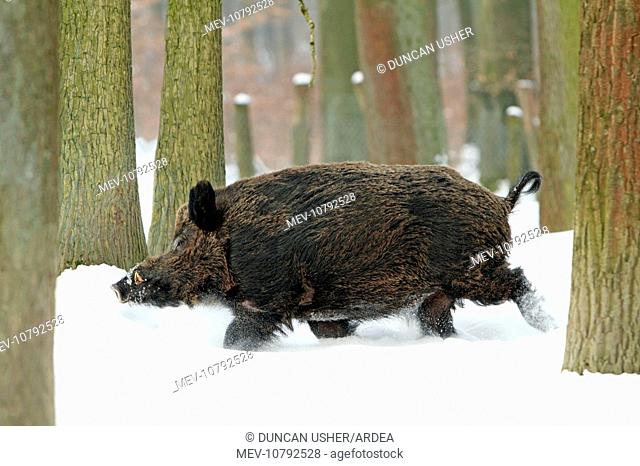 European Wild Pig / Boar - male running through snow covered forest (Sus scrofa)