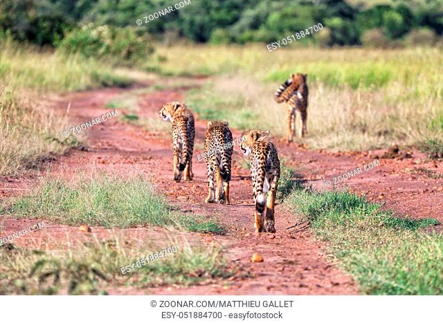 a cheetah family hunting at masai mara national park kenya