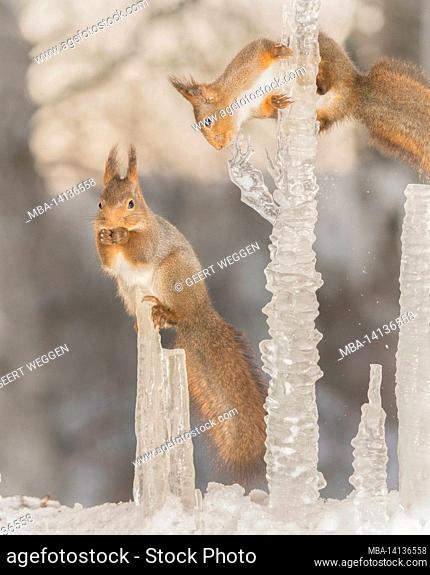 red squirrel standing on icicle while another are above looking down
