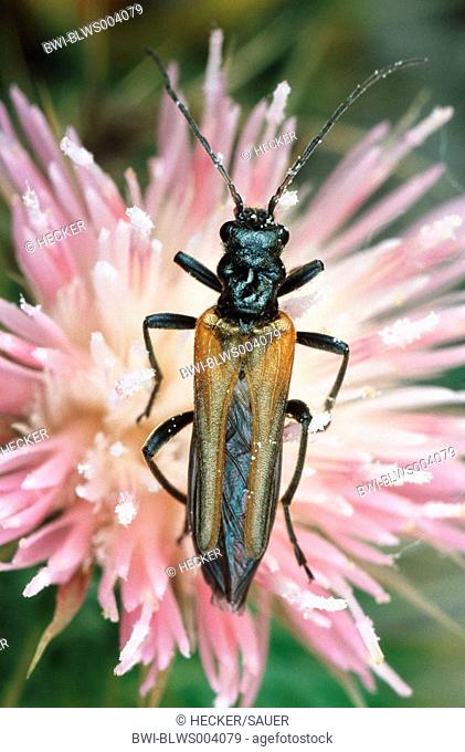 false blister beetle Oedemera femorata, female, on pink blossom