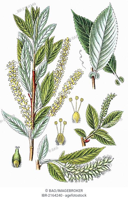 Almond willow (Salix triandra), medicinal plant, crop plant, chromolithography, about 1870