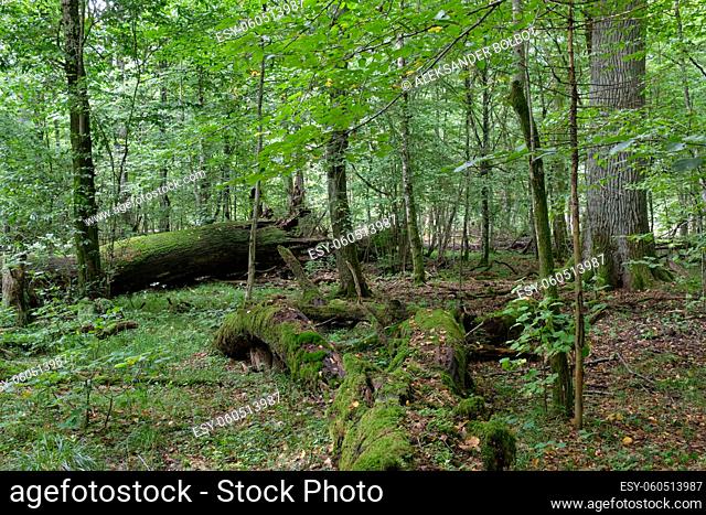 Oak tree and broken hornbeam lying next to moss wrapped, Bialowieza Forest, Poland, Europe