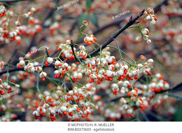 climbing euonymus, wintercreeper euonymus, winter-creeper (Euonymus fortunei 'Vegetus', Euonymus fortunei Vegetus), cultivar Vegetus, fruiting, Germany, Saxony
