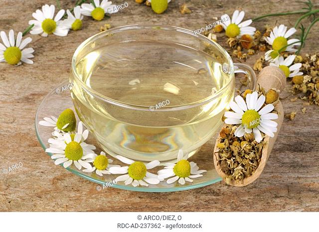 Cup of Scented Mayweed tea / Matricaria chamomilla, Matricaria recutita, Chamomilla recutita