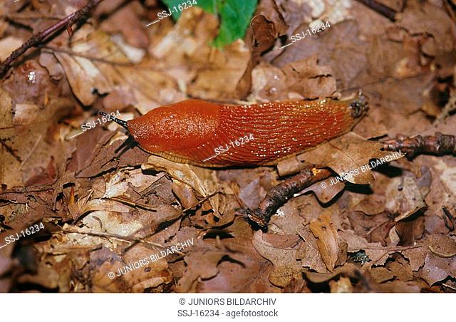 arion rufus / great red slug