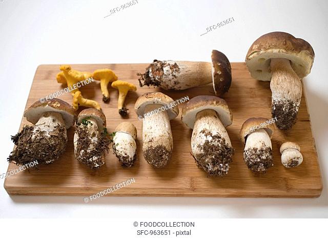 Fresh ceps and chanterelles on chopping board