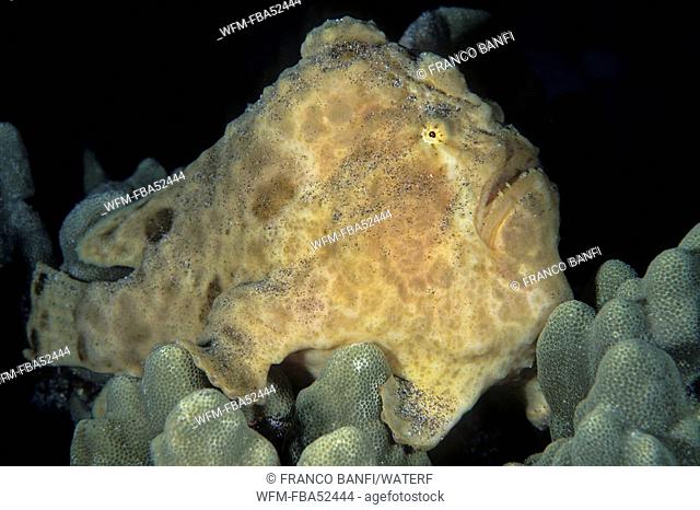 Yellow Giant Frogfisch, Antennarius commersonii, Kona, Big Island, Hawaii, USA