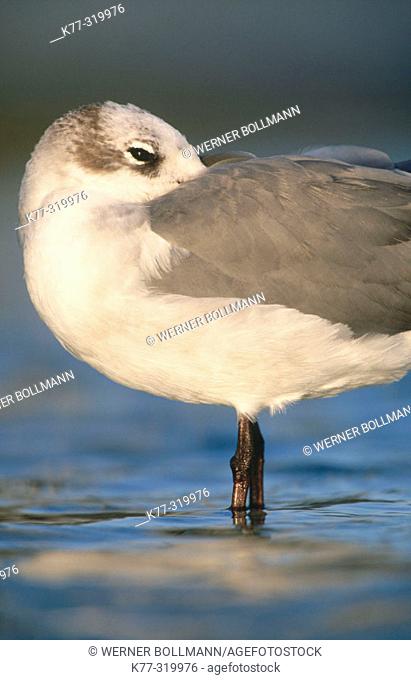 Laughing Gull (Larus atricilla). Bird in winter plumage. Florida. USA