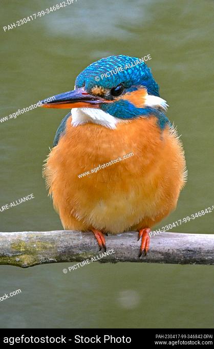 06 April 2023, Brandenburg, Kersdorf: A kingfisher (Alcedo atthis) sits on a branch on the bank of the Spree River. The kingfisher is probably one of the most...